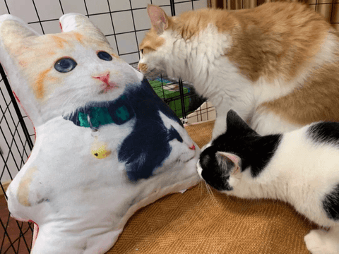 Personalized Cat Pillow | Cat Pillow Custom | Personalised Cat Pillow - Cushy Pups
